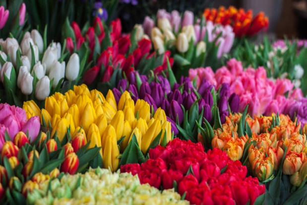 Popularne w Niderlandach tulipany są obecnie droższe niż rok temu/ fot. unsplash Holandia: Tulipany droższe z powodu pandemii i mokrej zimy