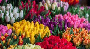 Holandia: Tulipany droższe z powodu pandemii i mokrej zimy