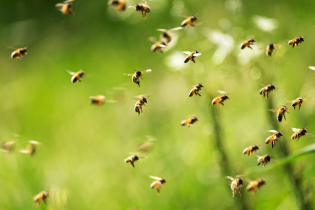 Holenderscy naukowcy wyszkolili pszczoły, aby w kilka sekund wykrywały Covid-19/ fot. shutterstock Holandia: Wyszkolone pszczoły wykrywają koronawirusa
