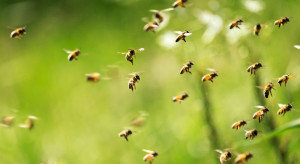 Holandia: Wyszkolone pszczoły wykrywają koronawirusa