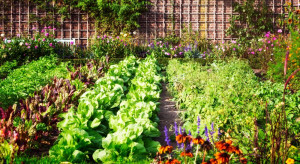 Łódź: Miasto pomoże w zakładaniu ogrodów warzywnych