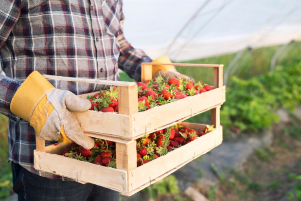 Największe zapotrzebowanie na pracowników sezonowych przypada na połowę maja/ fot. shutterstock Początek sezonu ogrodniczego - jak jest z dostępnością pracowników?