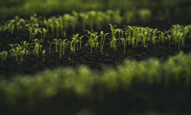 Trwają prace nad projektem nowej ustawy o rolnictwie ekologicznym; fot. shutterstock.com Przepisy dot. produkcji ekożywności trzeba uprościć