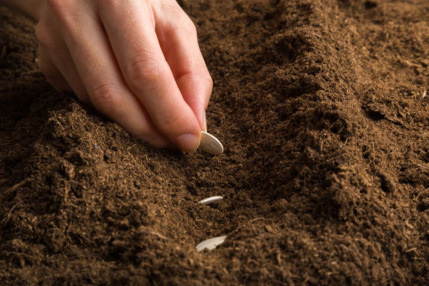 Chorzowianie będą siali dynię olbrzymią Ambar na skwerach, klombach i nieużywanych skrawkach ziemi/ fot. shutterstock W niedzielę w Chorzowie będą siali dynie