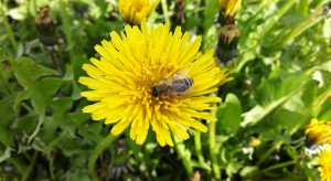 Pszczoły mają mniej pokarmu. KRIR apeluje o niekoszenie trawników