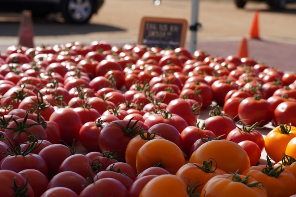 Maroko zwiększa eksport pomidorów do Francji, Wlk. Brytanii, Hiszpanii, Holandii