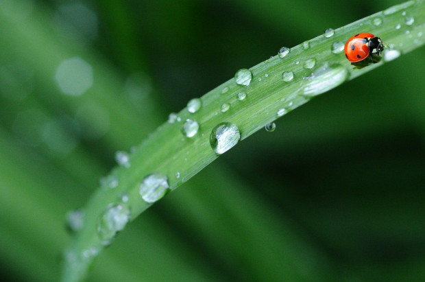 W czwartek można spodziewać się deszczu w prawie całym kraju/ fot. pixabay W czwartek przelotne opady deszczu niemal w całym kraju