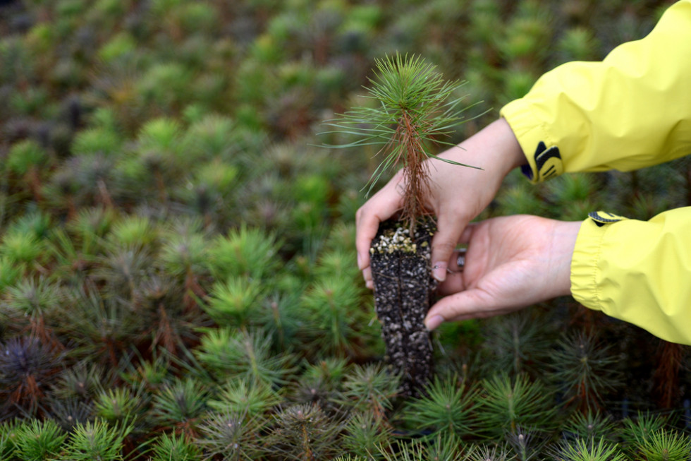 Śląscy ekolodzy rozdadzą sadzonki drzew i kwiatów za surowce wtórne