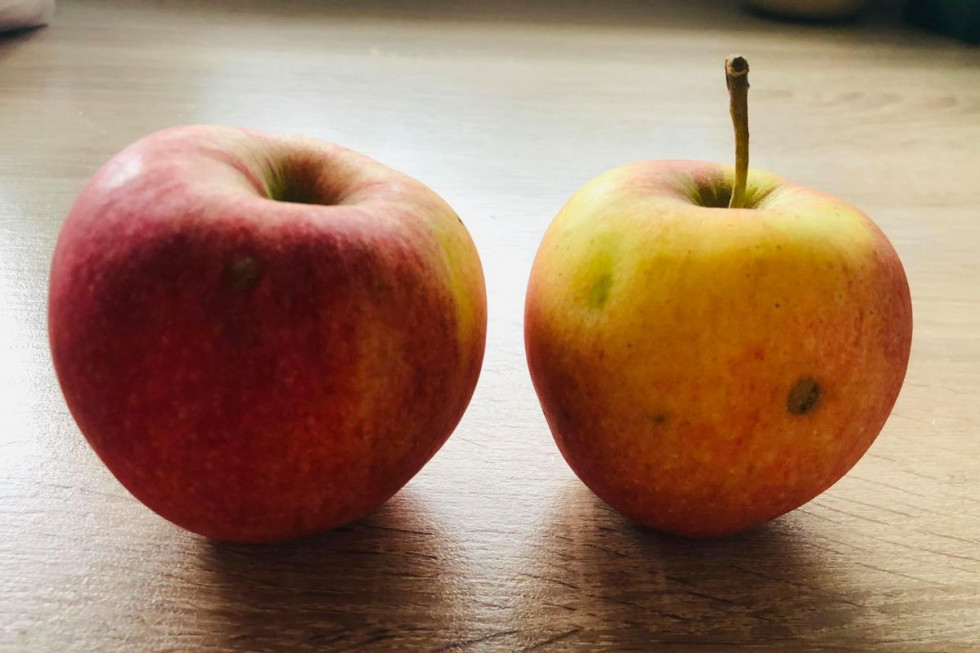Nadszedł czas na promocję nieidealnych jabłek po gradzie?