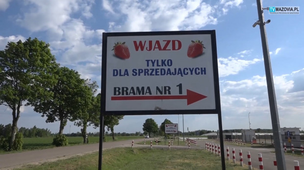 Giełda Goławin rusza od 15 maja br/fot.TV Mazovia Truskawkowa Giełda Goławin rusza od 15 maja