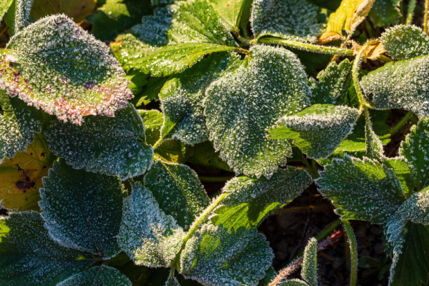 Przed nami zimne noce i poranki, które miejscami mogą przynieść spadki temperatury poniżej zera/fot. shutterstock.com Wracają przymrozki. W nocy i o poranku temperatury spadną poniżej zera