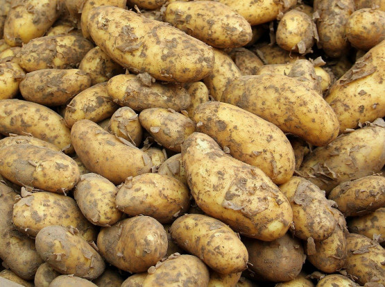 Młode ziemniaki po 12 zł/kg na Broniszach/ fot. pixabay Bronisze: Ceny krajowych warzyw wysokie. Młode ziemniaki po 12 zł/kg