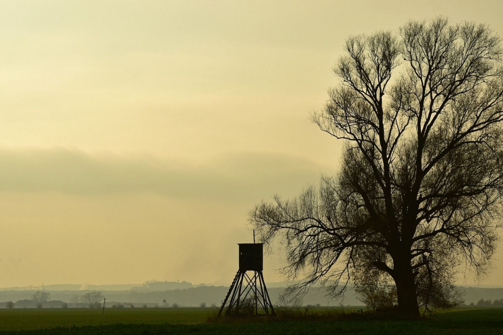 Zdaniem KRIR interweniuje w sprawie problemu szkód łowieckich/ fot. pixabay KRIR kieruje pismo do premiera ws. szkód łowieckich