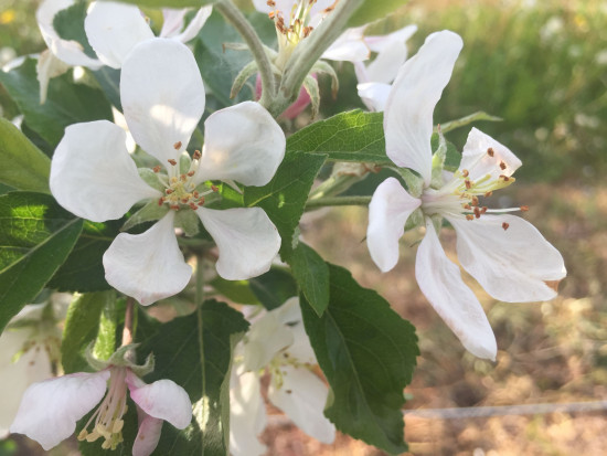 Kwitnienie i zawiązywanie jabłoni - jaka strategia nawożenia azotem?