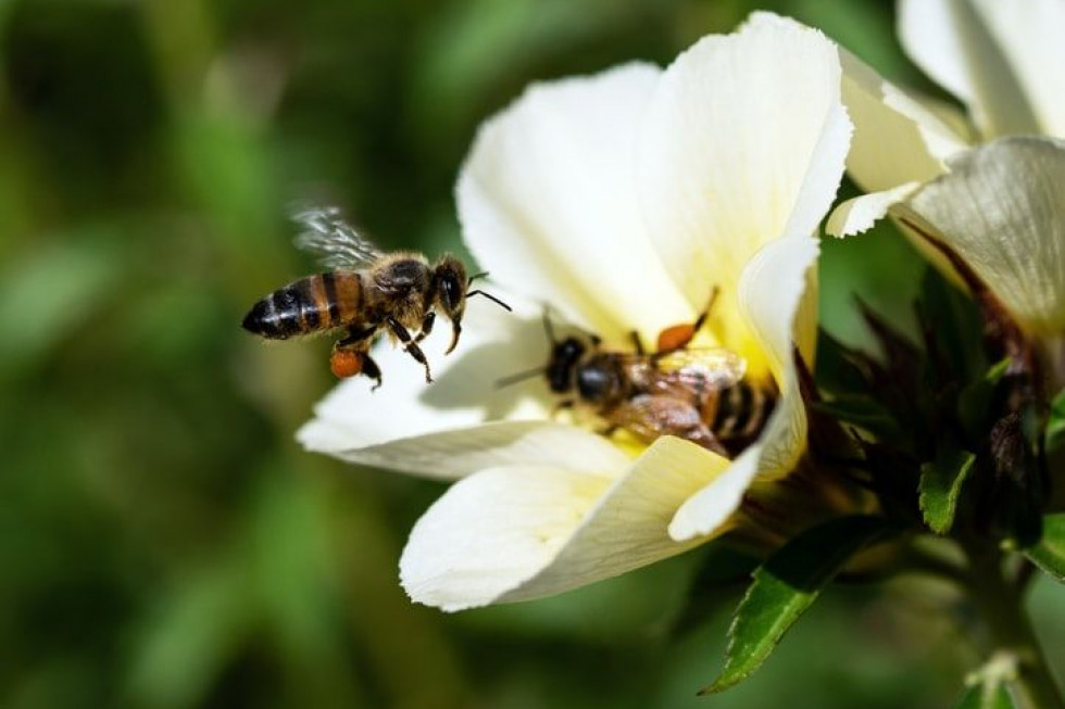 20 maja przypada Światowy Dzień Pszczół