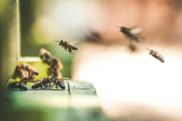 40 uli stanie wkrótce w Łodzi/ fot. unsplash Łódź ma być przyjazna pszczołom, w mieście stanie 40 uli