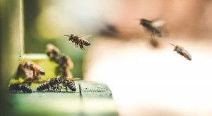 Łódź ma być przyjazna pszczołom, w mieście stanie 40 uli