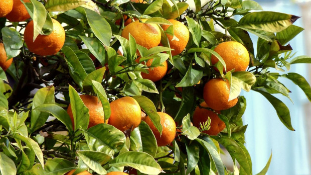 Produkcja pomarańczy w Brazylii może spadać drugi rok z rzędu/ fot. pixabay Brazylia: Światowy rynek pomarańczy zagrożony przez suszę