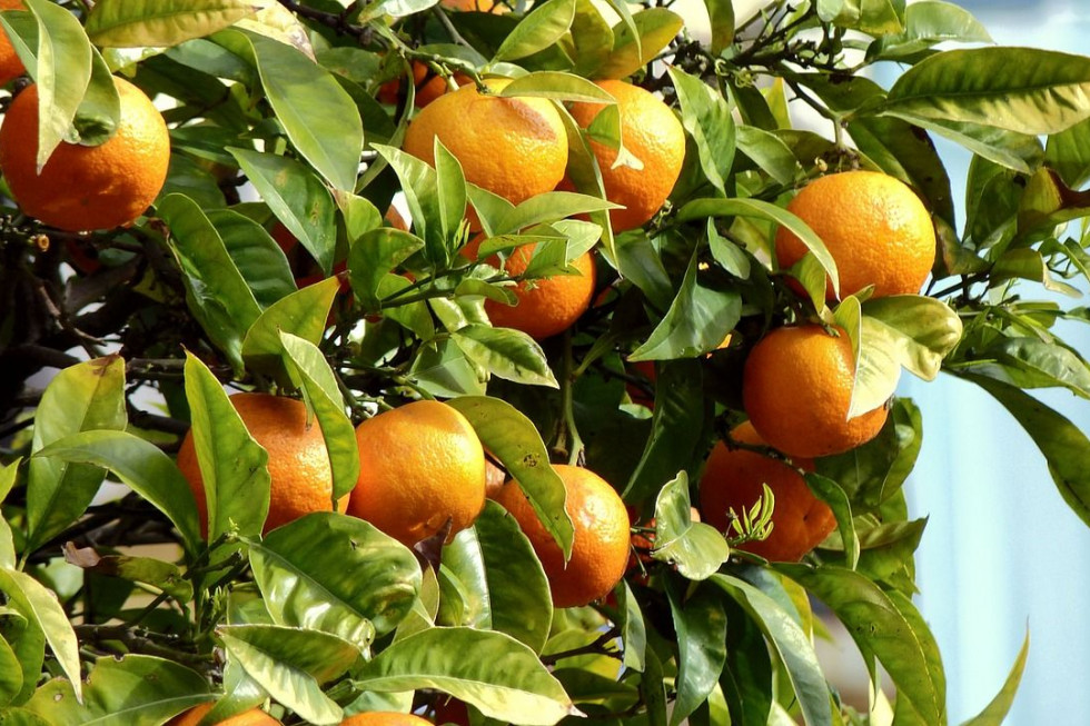 Brazylia: Światowy rynek pomarańczy zagrożony przez suszę