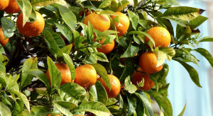 Brazylia: Światowy rynek pomarańczy zagrożony przez suszę