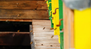 Wielkopolskie: 2 mln zł od samorządu na zakup pokarmów dla pszczół