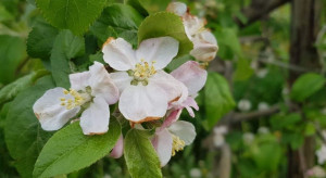 Kwitnienie jabłoni i grusz a niekorzystne warunki pogodowe