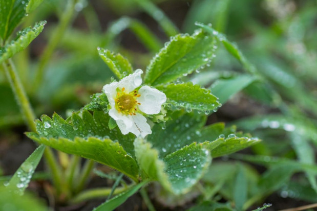 Wtorek będzie deszczowy/ fot. shutterstock Wtorek deszczowy, zwłaszcza na północy oraz wschodzie kraju