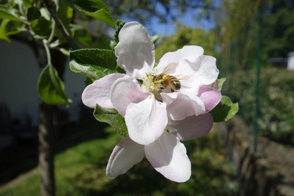 Wiosenna aura nie sprzyjała pszczołom