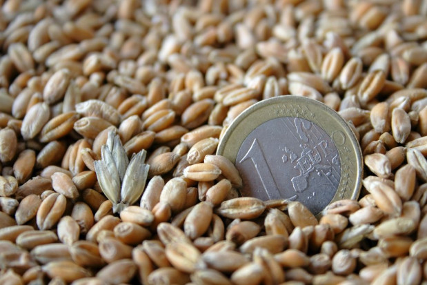 Rozpoczął się nabór wniosków o dopłaty z tytułu zużytego materiału siewnego/ fot. shutterstock Rusza nabór wniosków o dopłaty z tytułu zużytego materiału siewnego