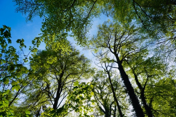 Park Bioróżnorodności zostanie w środę otwarty w Sosnowcu (Śląskie)/ fot. unspash Park Bioróżnorodności zostanie otwarty w Sosnowcu