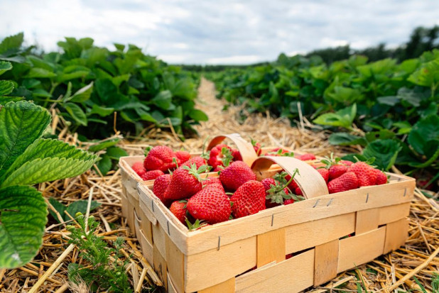 Początek sezonu truskawkowego 2021 nie jest łatwy dla producentów/ fot. shutterstock Truskawki 2021 - zapowiada się trudny sezon?