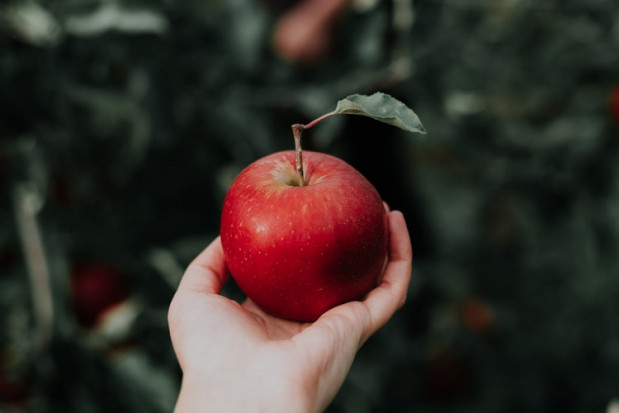 Jak prowadzić sady w sposób zrównoważony?/ fot. unsplash Współpraca z sąsiadami się opłaca - jakie korzyści ze zrównoważonej produkcji?