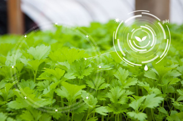 54 projekt otrzymały dofinansowanie w konkursie "Szybka Ścieżka – Agrotech"/ fot. shutterstock Szybka Ścieżka – Agrotech: 54 projekty z dofinansowaniem w konkursie