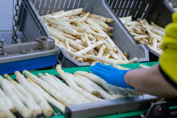 Sezon szparagowy 2021 w Niemczech jest dobrze oceniany/ fot. shutterstock Niemcy: dobre zbiory szparagów mimo chłodnej wiosny