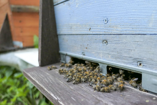 Wielkopolskie: Trwa śledztwo ws. masowego zatrucia pszczół