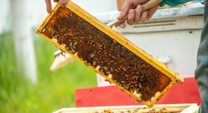ARiMR: Rusza nabór wniosków na pomoc dla pszczelarzy