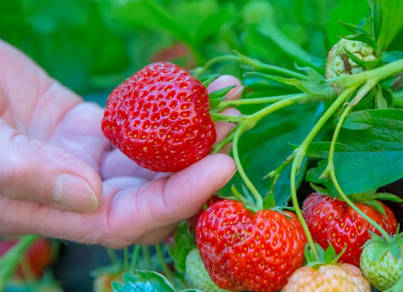 W Bielinach (kieleckie) trwa szczyt sezonu zbiorów truskawek spod folii/fot. shutterstock.com Plantator: Trwa szczyt zbiorów truskawki spod folii, gruntowe nie rokują wysokich plonów