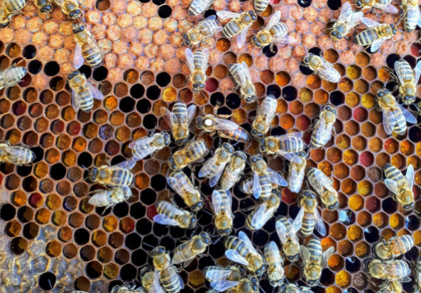 ARiMR: pszczelarze do końca czerwca mogą składać wnioski o wsparcie/ fot. unsplash.com Pszczelarze do końca czerwca mogą składać wnioski o wsparcie