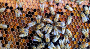 Pszczelarze do końca czerwca mogą składać wnioski o wsparcie