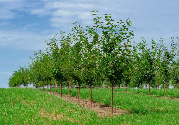 Pogoda: W poniedziałek zachmurzenie małe, temperatura do 20 st. C/fot. shutterstock.com Pogoda: W poniedziałek zachmurzenie małe, temperatura do 20 st. C