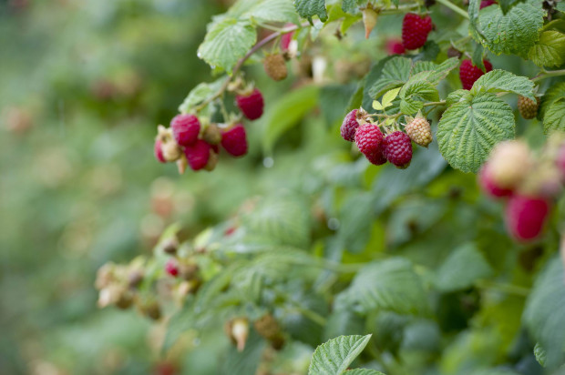 Rozmawiamy o zaletach malin odmiany Delniwa; fot. shutterstock.com Maliny Delniwa - na plantacje i do tunelu (wywiad)