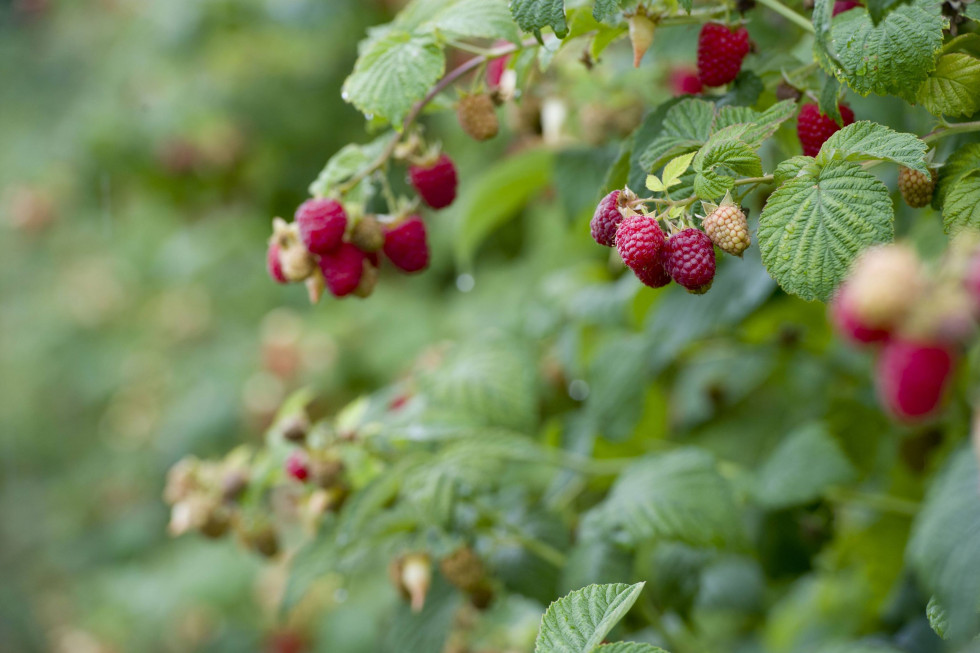 Rozmawiamy o zaletach malin odmiany Delniwa; fot. shutterstock.com Maliny Delniwa - na plantacje i do tunelu (wywiad)