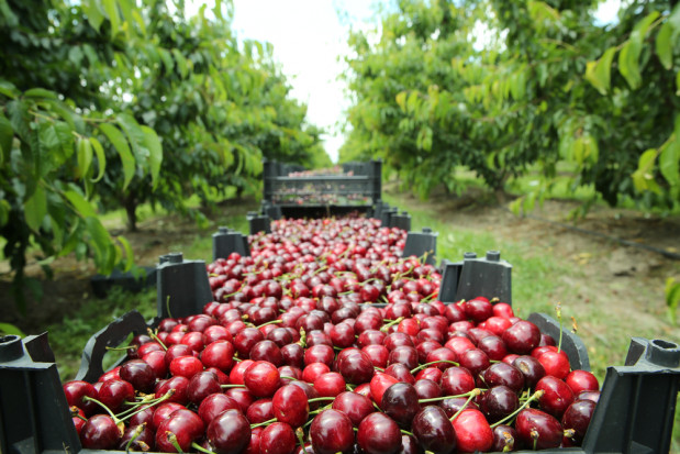 Włoscy producenci czereśni protestują. Ceny są zbyt niskie/ fot. shutterstock.com Włoscy producenci czereśni protestują. Ceny owoców są zbyt niskie
