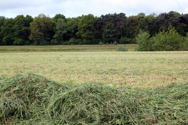 Dzierżawa łąk dla żubrów; fot. Farmer.pl (AK) Białowieski Park Narodowy wydzierżawi 125 ha łąk dla żubrów