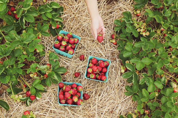 Na samozbiorach zyskują konsumenci i plantatorzy; fot. unsplash.com Samozbiory - plantatorzy zapraszają konsumentów na pola