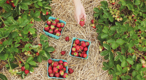 Samozbiory - plantatorzy zapraszają konsumentów na pola