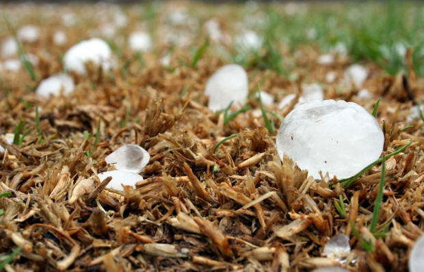 W powiecie proszowickim, w wyniku ulewnej burzy i gradobicia mocno ucierpiały uprawy warzyw /fot. pixabay Uprawy warzyw w Małopolsce- jakie straty po ulewie i gradobiciu?