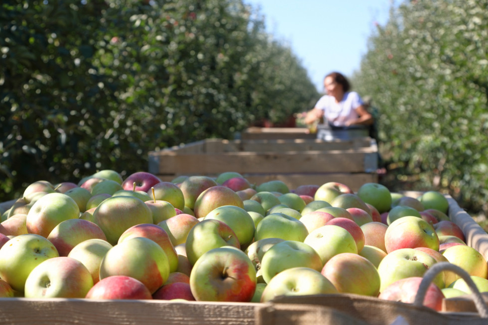 Niemcy: Zbiory jabłek będą opóźnione