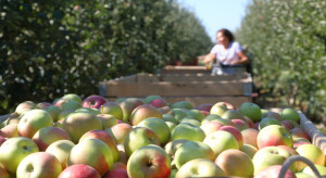 Niemcy: Zbiory jabłek będą opóźnione