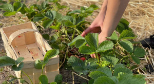 Holandia: Mniej pracowników sezonowych z Polski do pracy w rolnictwie